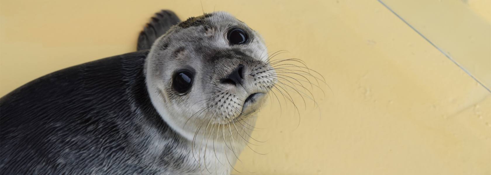 Die Nordsee GmbH übernimmt SeehundPatenschaft